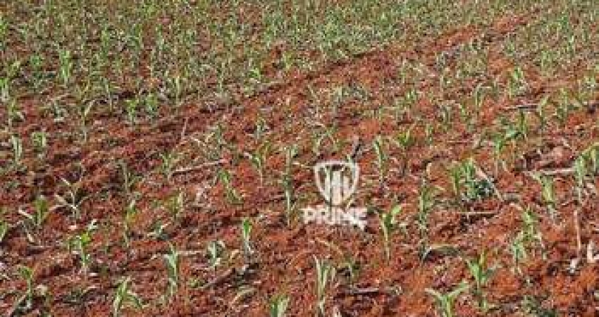 Sitio à venda em Manoel Ribas -PR.   - Com 47 alqueires, sendo 23 de plantio e 16 de pasto.