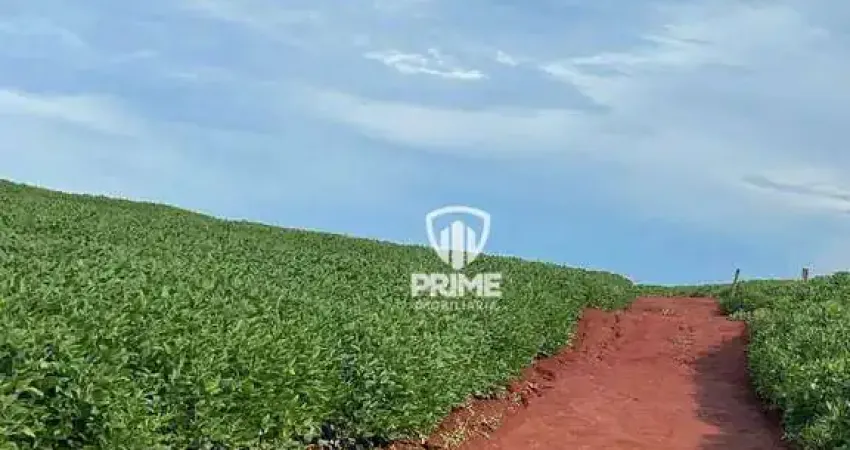 Sítio à venda em Sertanópolis no Paraná.   - Com 2.5 alqueires