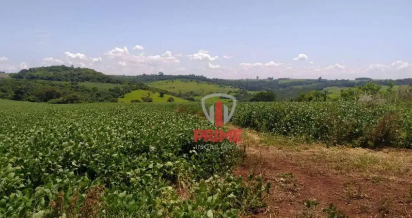 Fazenda à venda em Bela Vista do Paraiso no Paraná. Com 20 Alqueires total e plantando 14 alqueires.
