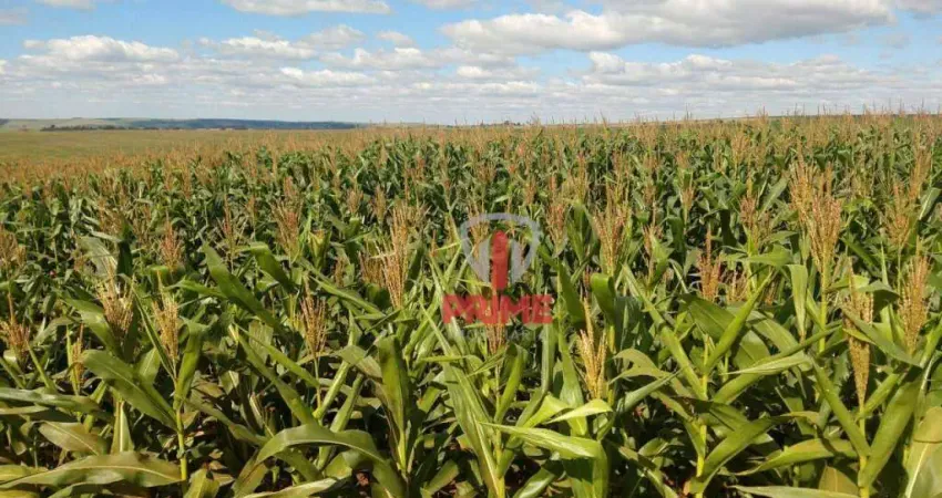 Fazenda à venda em Prado Ferreira no Paraná. Com 560 Alqueires, planta 440 de soja. Topografia plaina, apenas duas matriculas. 27% de argila, barração