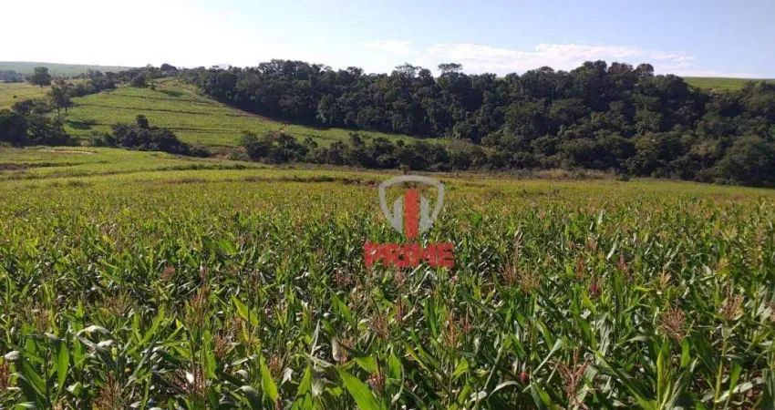 Fazenda à venda 84 Alqueires por R$ 12.600.000 - Rural - Jaguapitã/Paraná