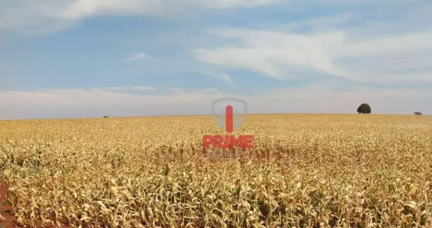 Fazenda à venda no Portal do Sol em Cambé no PR.   - Com 88 alqueires, 73 alqueires de plantio