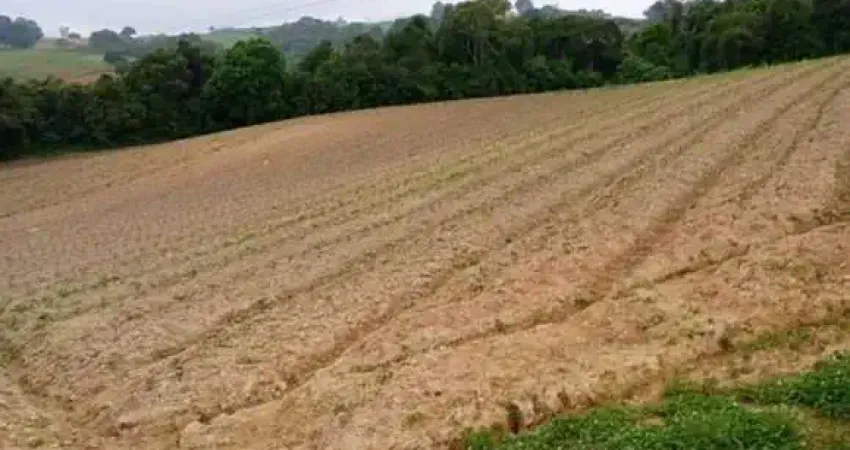 Área para plantio, bem localizada, asfalto na frente próximo a tudo em são josé dos pinhais pr