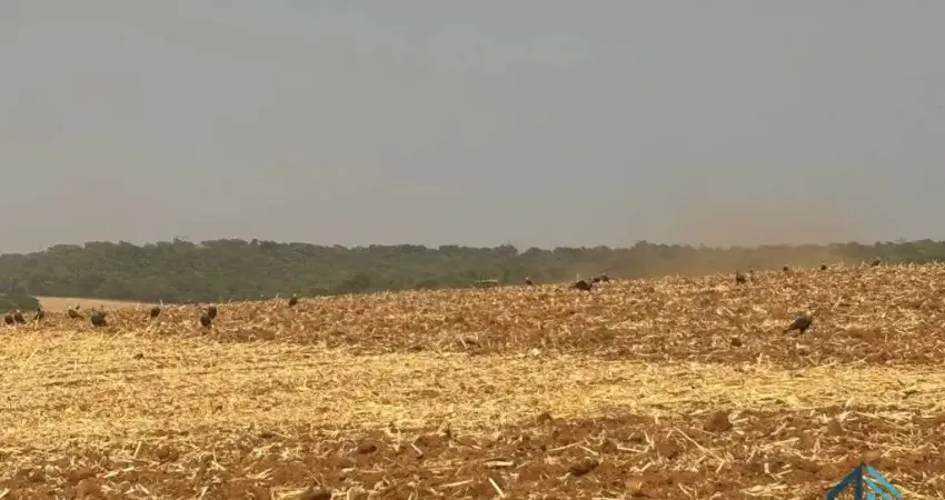 Sítio com área verde e pomar, 14 alqueires, arrendado que planta soja, em Vianópolis Goiânia - GO