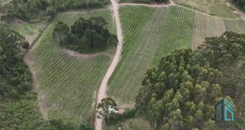 - fazenda, vinícola, sítio, a venda, próximo ao centro de são joaquim sc