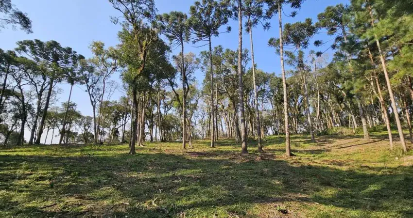 Terreno para Venda em Campo Alegre, Bateias de Baixo