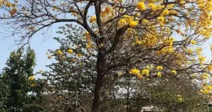 Sitio com 3 dormitórios à venda, 80000 m² por r$ 2.100.000 - areia branca - santa bárbara d'oeste/sp