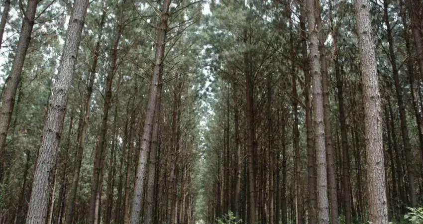 Fazenda à venda, 6000000.00 m2 por R$80000000.00  - Area Rural De Lages - Lages/SC