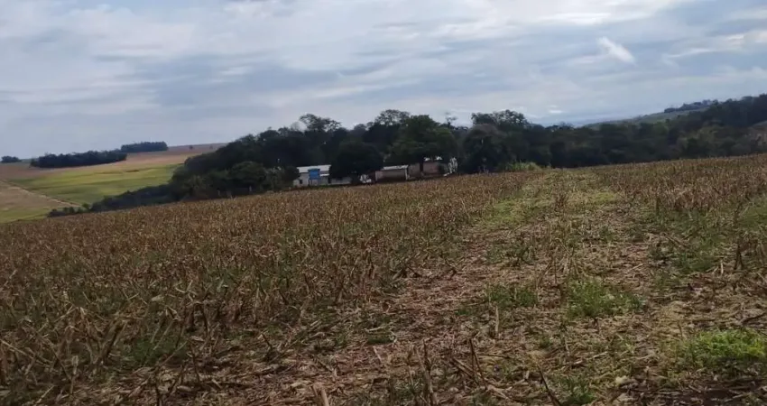 Fazenda com 1 sala à venda na Avenida João Bento, Área Rural de Campo Mourão, Campo Mourão
