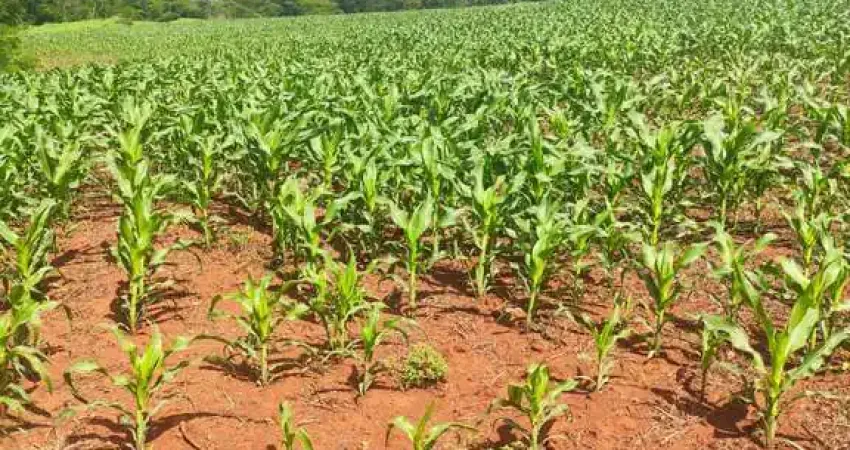 Chácara / sítio à venda na Zona Rural, Marechal Cândido Rondon 