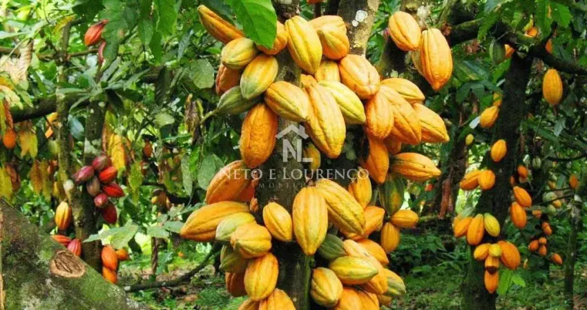 Fazenda de cacau com 2.300 hectares na região baixo sul da bahia