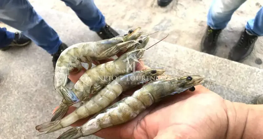 Maricultura - mega fazenda de camarão no litoral norte da bahia com 1.560 hectares