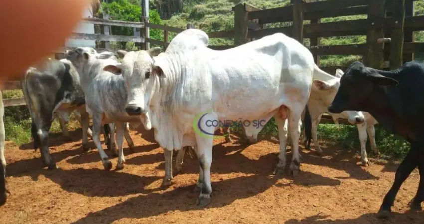 Fazenda com 3 dormitórios à venda, 2970000 m² por R$ 13.000.000,00 - Ribeirão Grande - Pindamonhangaba/SP