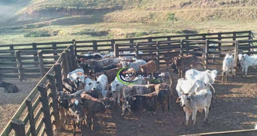 Fazenda com 3 dormitórios à venda, 3388000 m² por R$ 11.700.000 - Centro - Lorena/SP
