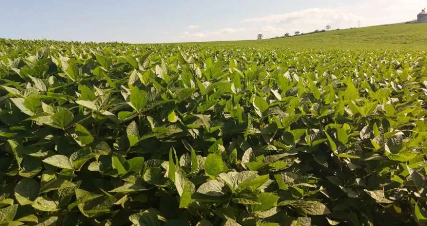 Sitio a Venda  área de 14 Alqueires ,plantando10 Alqueires estrada da Selva
