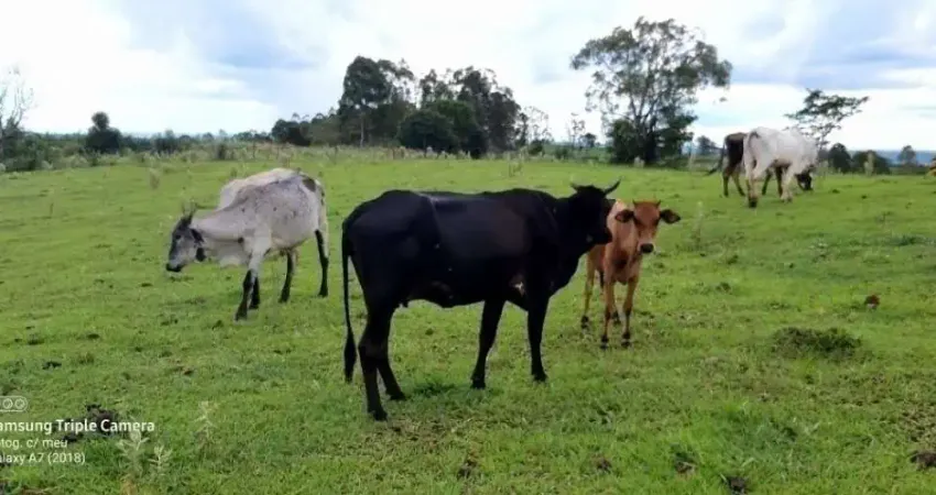 Sitio a Venda área de 6 Alqueires mecaniza 4 Alqueires sem benfeitorias