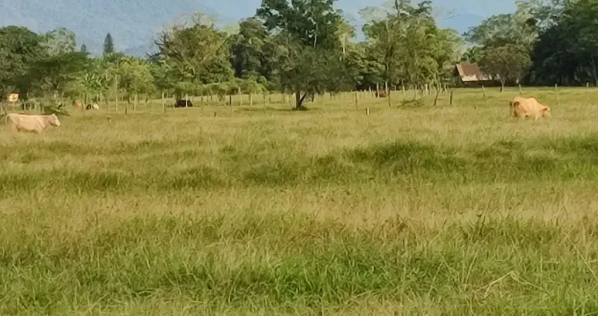 Chácara / sítio com 3 quartos à venda na Estrada Timbé, S/N, Jardim Paraíso, Joinville