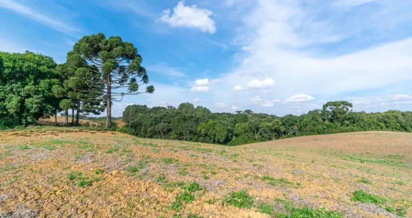 Chácara / sítio à venda na Rua Ignácio Belinovski, Colônia Figueiredo, Campo Largo