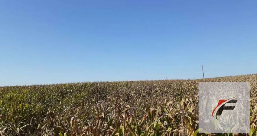 Fazenda à venda, 1379400 m² por R$ 11.000.000 - Centro - Boa Ventura de São Roque/PR