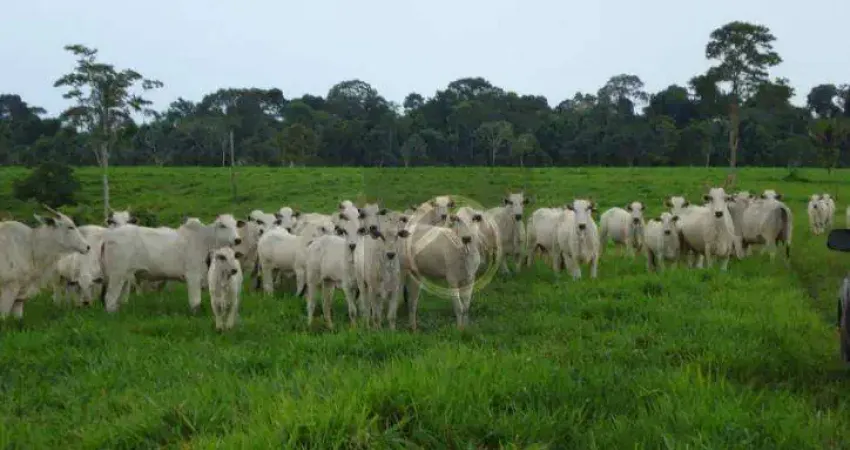 Fazenda à venda, 8736200 m² - Zona VII - Umuarama/PR