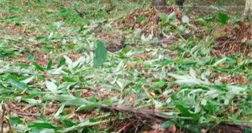 Chácara / sítio com 3 quartos à venda na Armando Cunha, 4580, Estancia Vale da Serra, Peruíbe