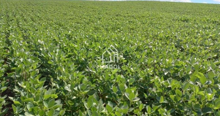 Área à Venda em Colônia Dona Luiza, Ponta Grossa - PR