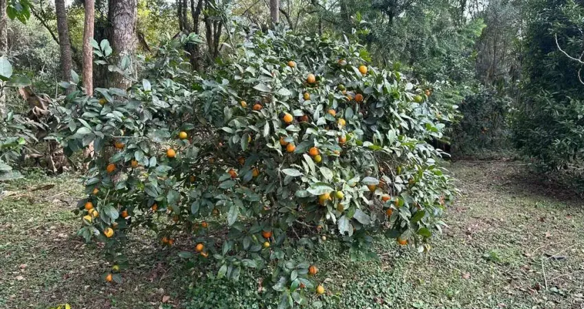 Sítio / chácara para locação em mandirituba, colônia retiro
