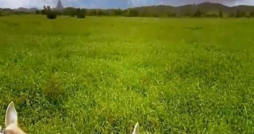 Fazenda 41,5 alqs., para engorda, na divida do espirito santo, pasto angola