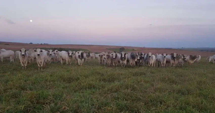 Fazenda à venda, 49464800 m² por R$ 511.000.000,00 - Centro - Pompéia/SP