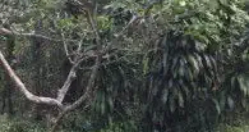 Terreno para chácara no bairro São Fernando, em Itanhaém.
