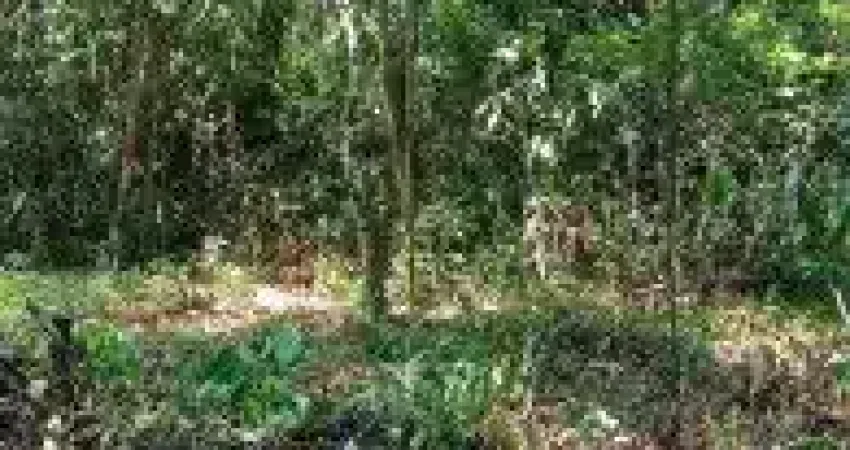 Terreno à venda no Jardim Coronel, Itanhaém 