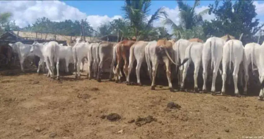 Fazenda com 1 sala à venda na ITAPICURU, Centro, Itapicuru