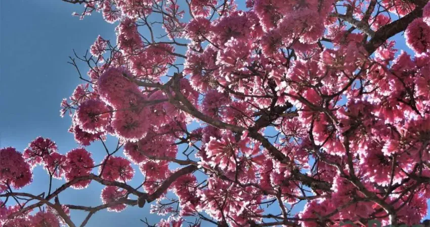 Oportunidade única: 30 hectares na mt-251 (estrada de chapada) com 600m de beira do rio coxipó! - ch8654