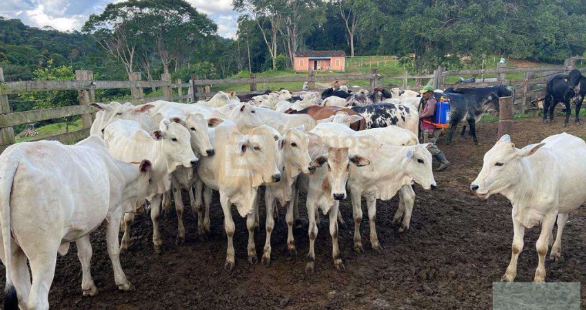 Fazenda com 2 salas à venda na Avenida dos Pioneiros 25, 34, Centro, Camacan