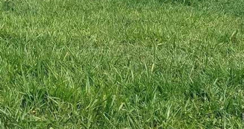 FAZENDA A VENDA NA REGIÃO DE ARAÇATUBA-SP, COM ÁREA TOTAL DE 131 ALQUEIRES, MONTADA NA PECUÁRIA, 110 ALQUEIRES APROVEITAMENTO EM CANA E RICA EM ÁGUA