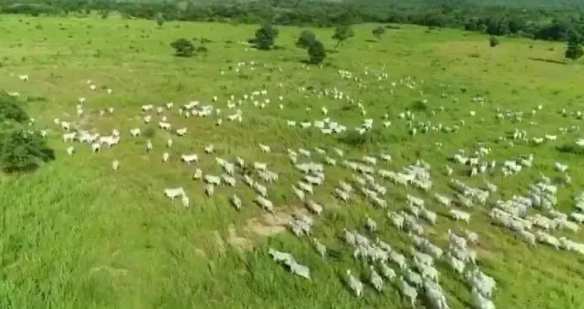 Fazenda grande extensão para venda na região de Damianopolis-GO com 7.500 hectares, rica em agua, muitas benfeitorias, montada na pecuária