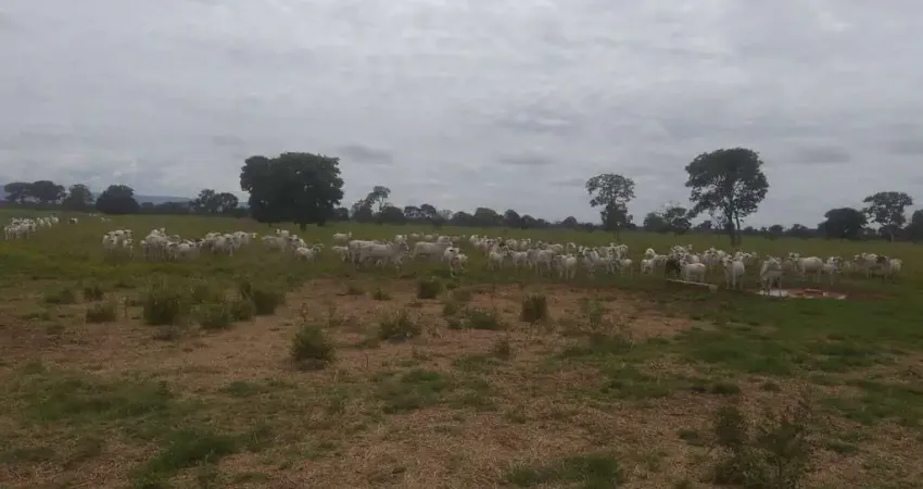 Fazenda para venda na região de Planaltina-GO com 4.600 hectares sendo 3.500 hectares em pastagem, rio na propriedade, muitas benfeitorias e semovente