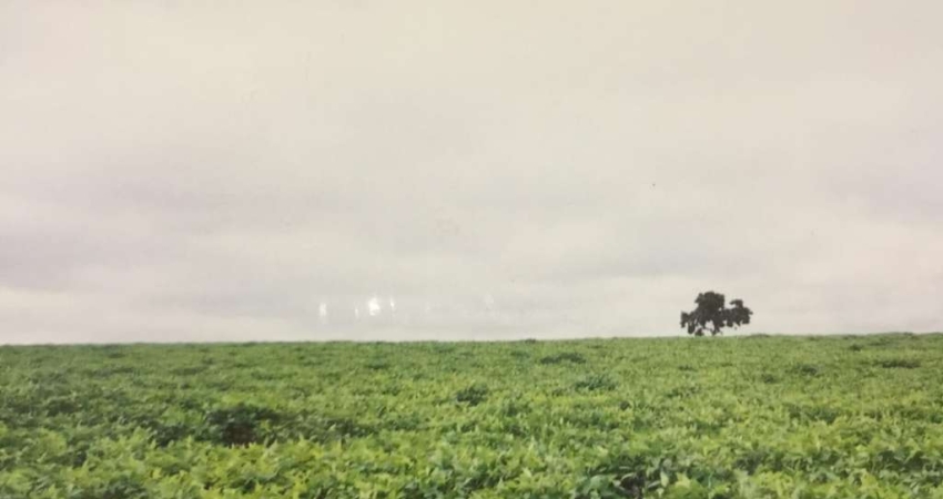 Fazenda para venda na região de Ituiutaba-MG com 200 hectares sendo 185 hectares em cana arrendada, plana, boa altitude, corrego na divisa, proxima da