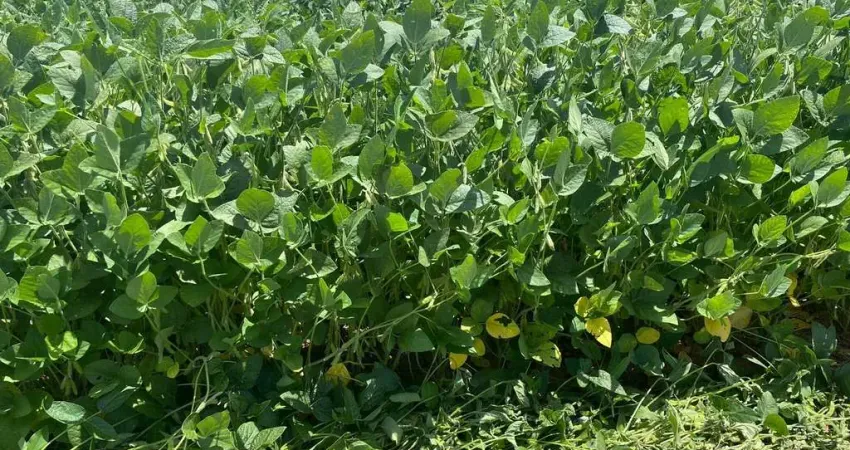 Fazenda para venda na região de itapetininga-sp com 140 alqueires sendo 120 alqueires agricultáveis, boa de agua, benfeitorias