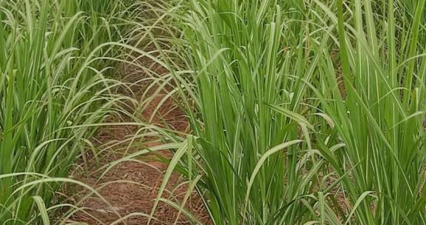 Fazenda para venda na região de Dracena-SP com 760 alqueires sendo 470 alqueires em cana arrendada mais pasto, beira da pista, sem benfeitorias