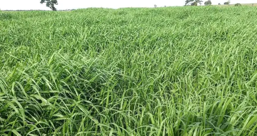 Fazenda dupla aptidão para venda na região do Prata-MG com 730 hectares em pastagem, muitas benfeitorias, córrego na propriedade