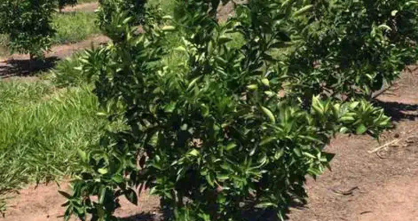 Fazenda Citrus para venda na região de Brotas-SP com 92 alqueires, benfeitorias, rica em agua, rio na divisa