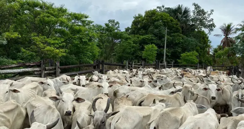 Fazenda para venda na região de Bom Jesus-PI com 524 hectares na pecuária, beira do asfalto, benfeitorias, porteira fechada