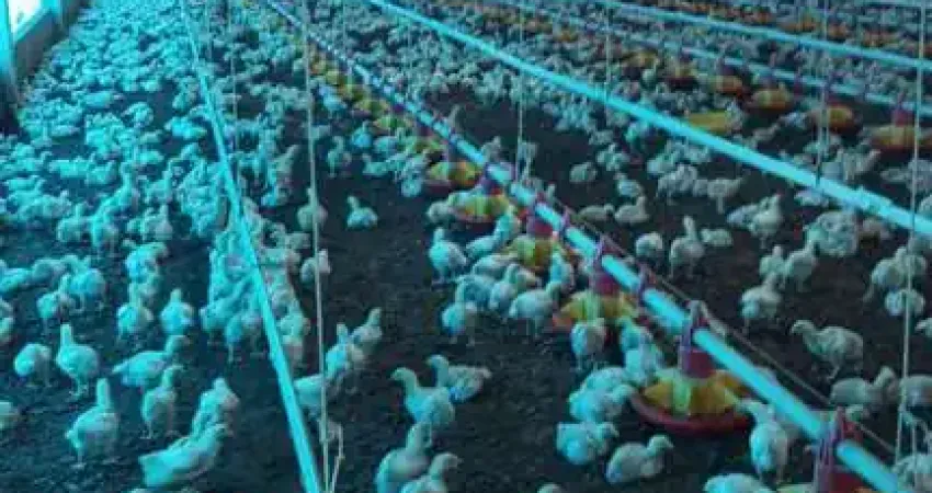 Sitio com granja de corte para venda na região de Paraiso do Tocantins-TO, infraestrutura completa e funcionando, área 16 hectares