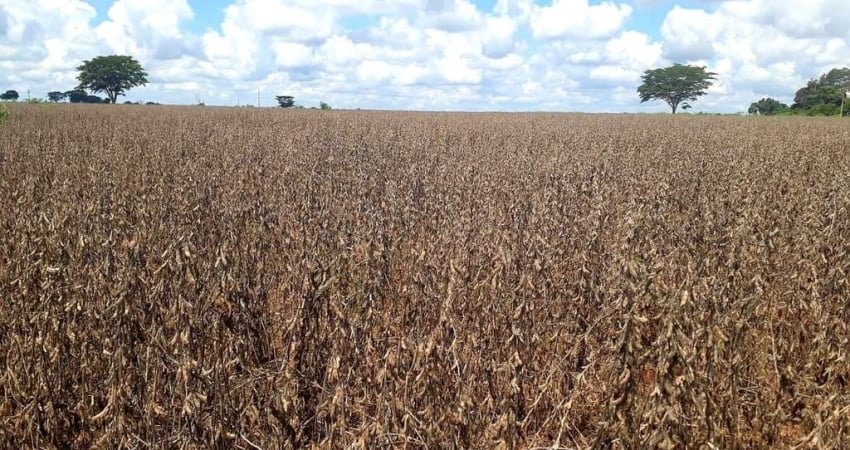 Fazenda para venda na região de Guarani D?Oeste-SP com 85 alqueires, aproveita 90% para plantio, cana e soja, fácil acesso