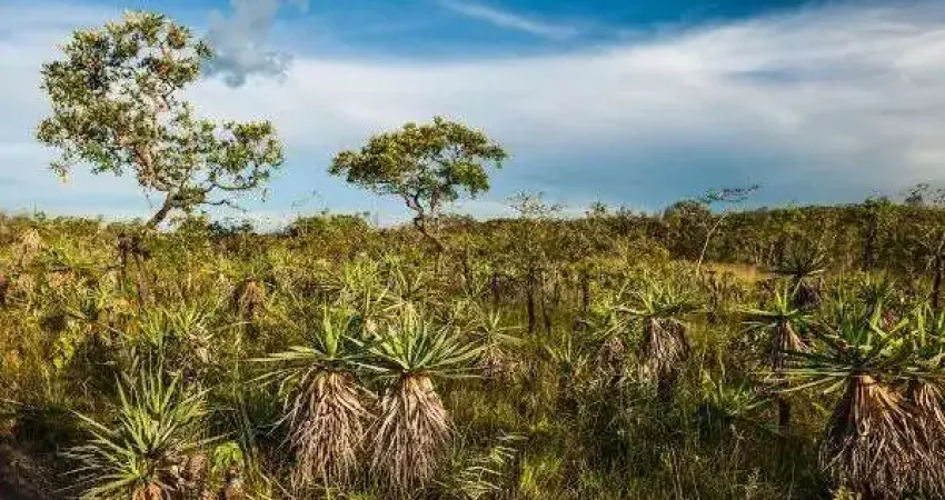 Fazenda bruta para na região de São Gonçalo do Gurgueia-PI com 830 hectares, ideal para garantia bancaria, pode abrir ate 500 hectares aproximadamente