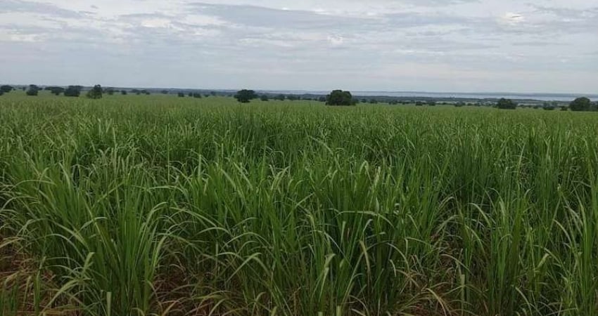 Linda fazenda para venda na região de Dracena-SP com 125 alqueires sendo 78 alqueires em cana arrendada, linda casa sede, rica em agua