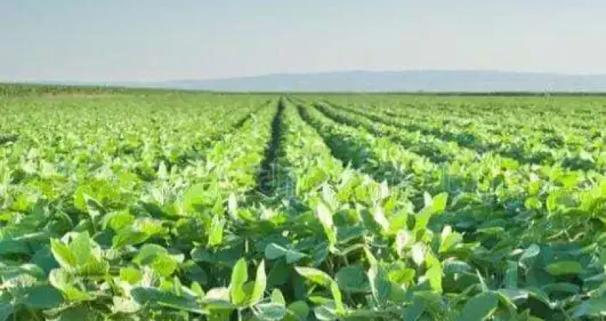 Fazenda para venda na região de castanheira-mt com 1.970 hectares sendo 1.000 hectares em soja, rica em agua e benfeitorias
