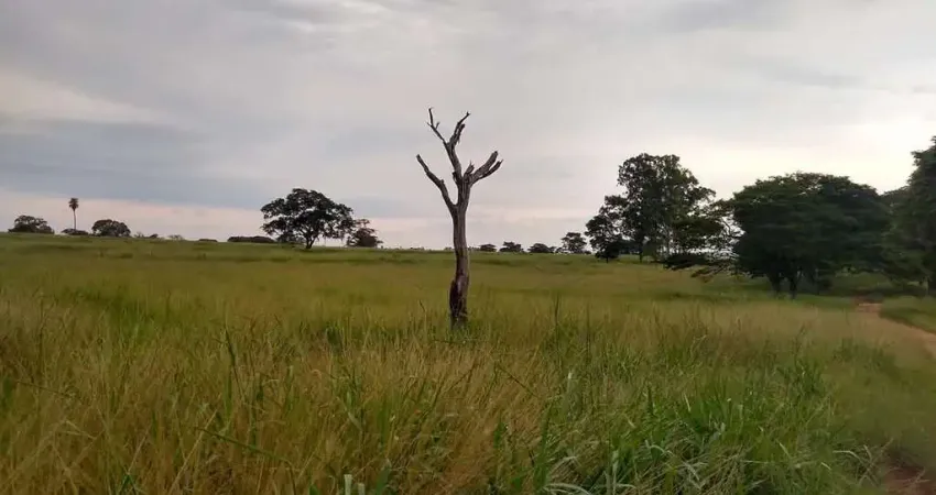 Sitio para venda na região de Jales-SP com 21 alqueires na pecuária, confinamento e benfeitorias