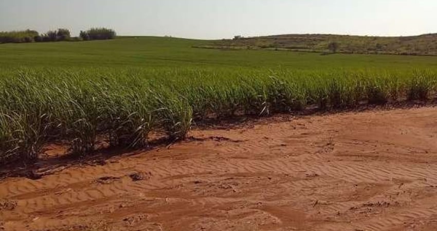 Fazenda dupla aptidão para venda na região de Cafelandia-SP com 169 alqueires sendo 128 alqueires em cana arrendada, mais pastagem, benfeitorias, beir